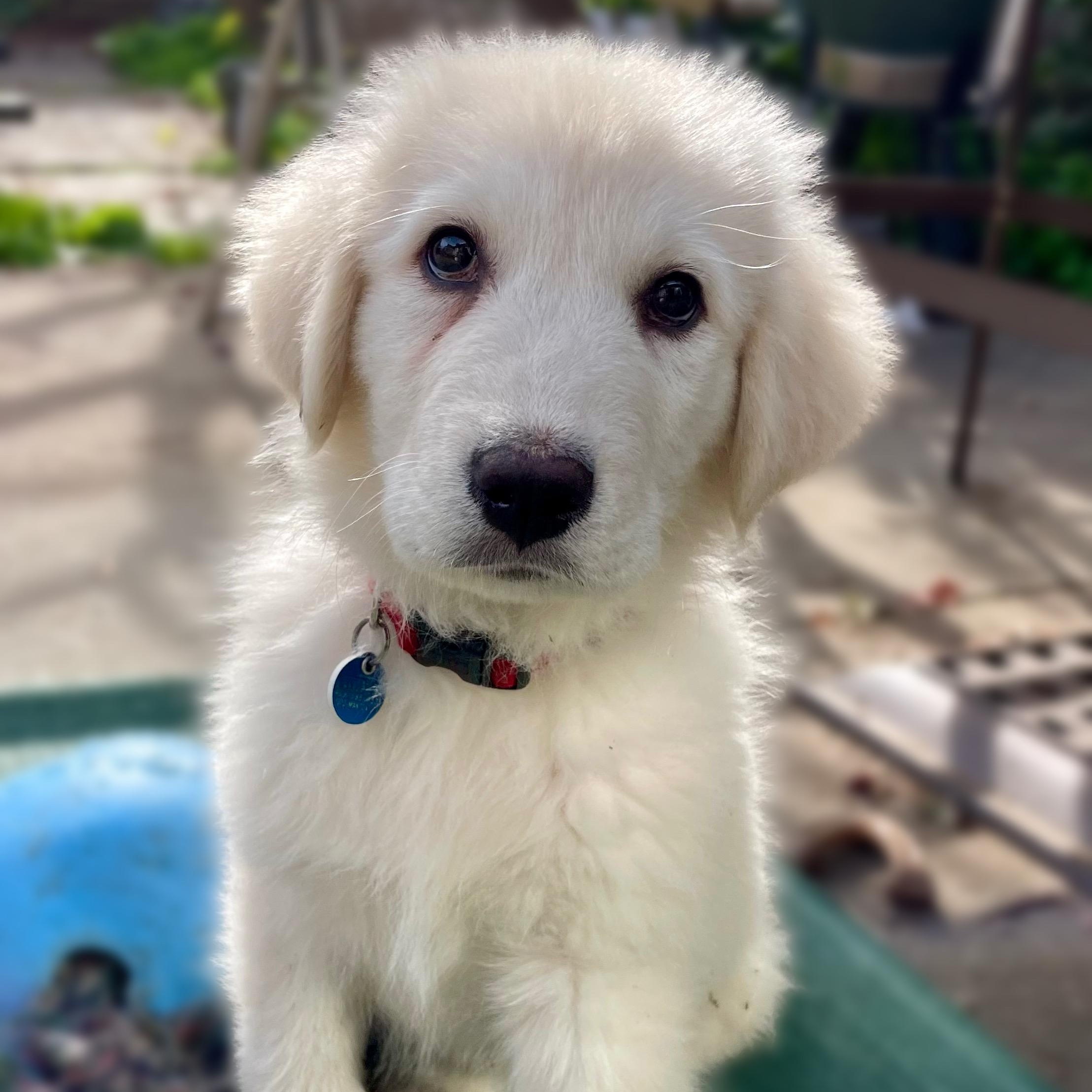 NYT Connections: Things That Are White_Marshmallow, Adoptable, Puppy Male Great Pyrenees & Mixed Breed.