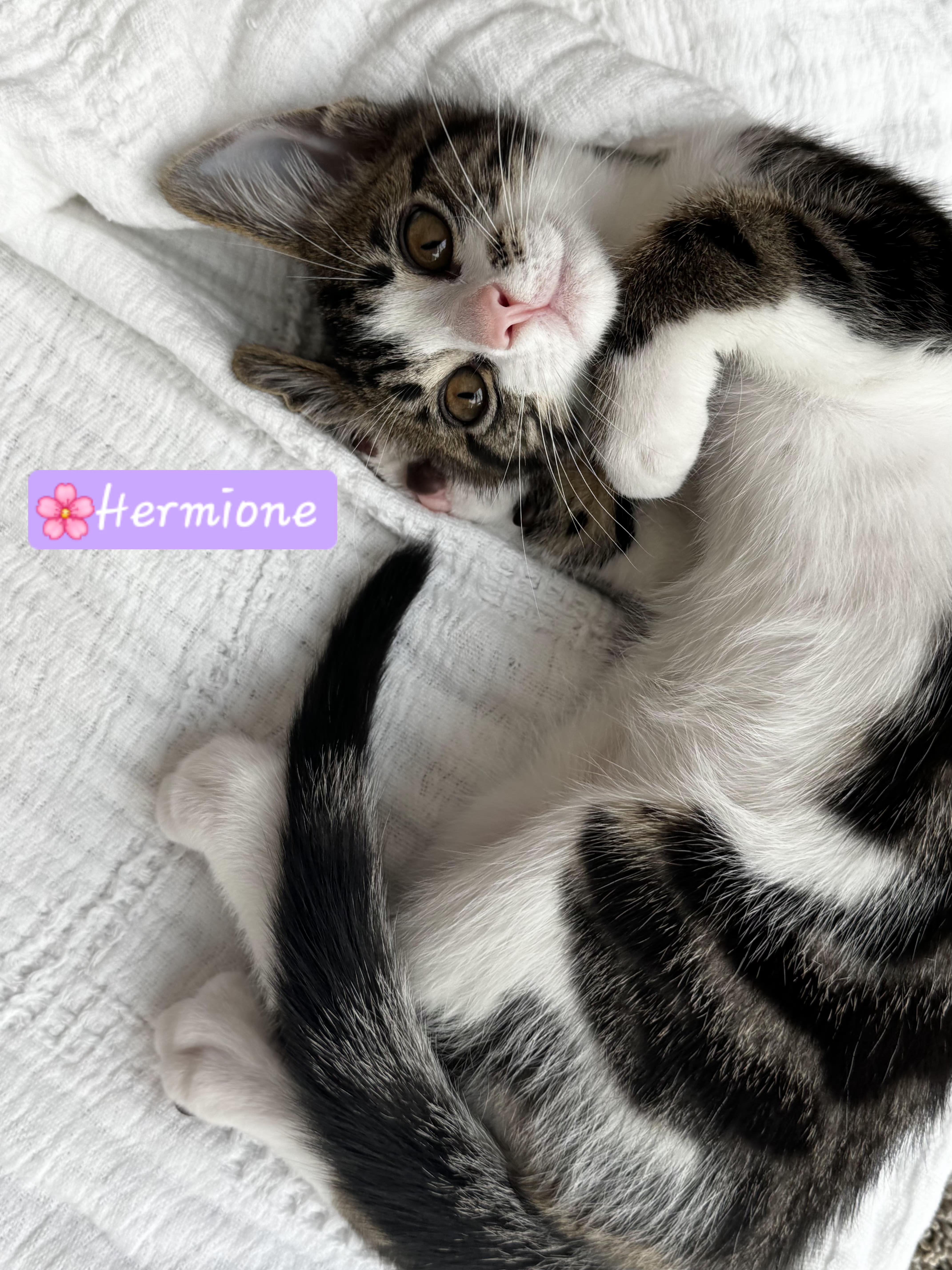 Enlarge Hermione, a Adopted mixed breed in Yorba Linda, CA image 3/6