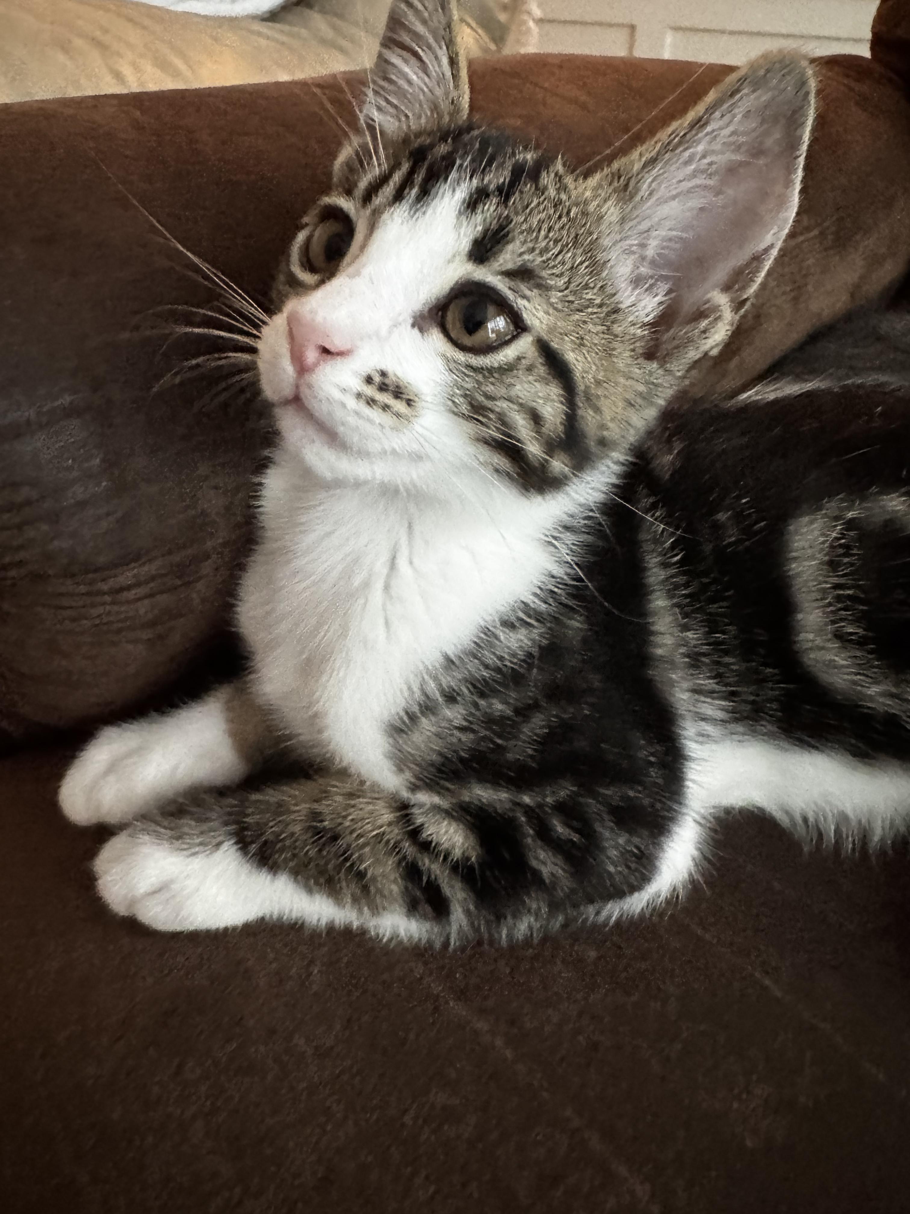 Enlarge Hermione, a Adopted mixed breed in Yorba Linda, CA image 2/6