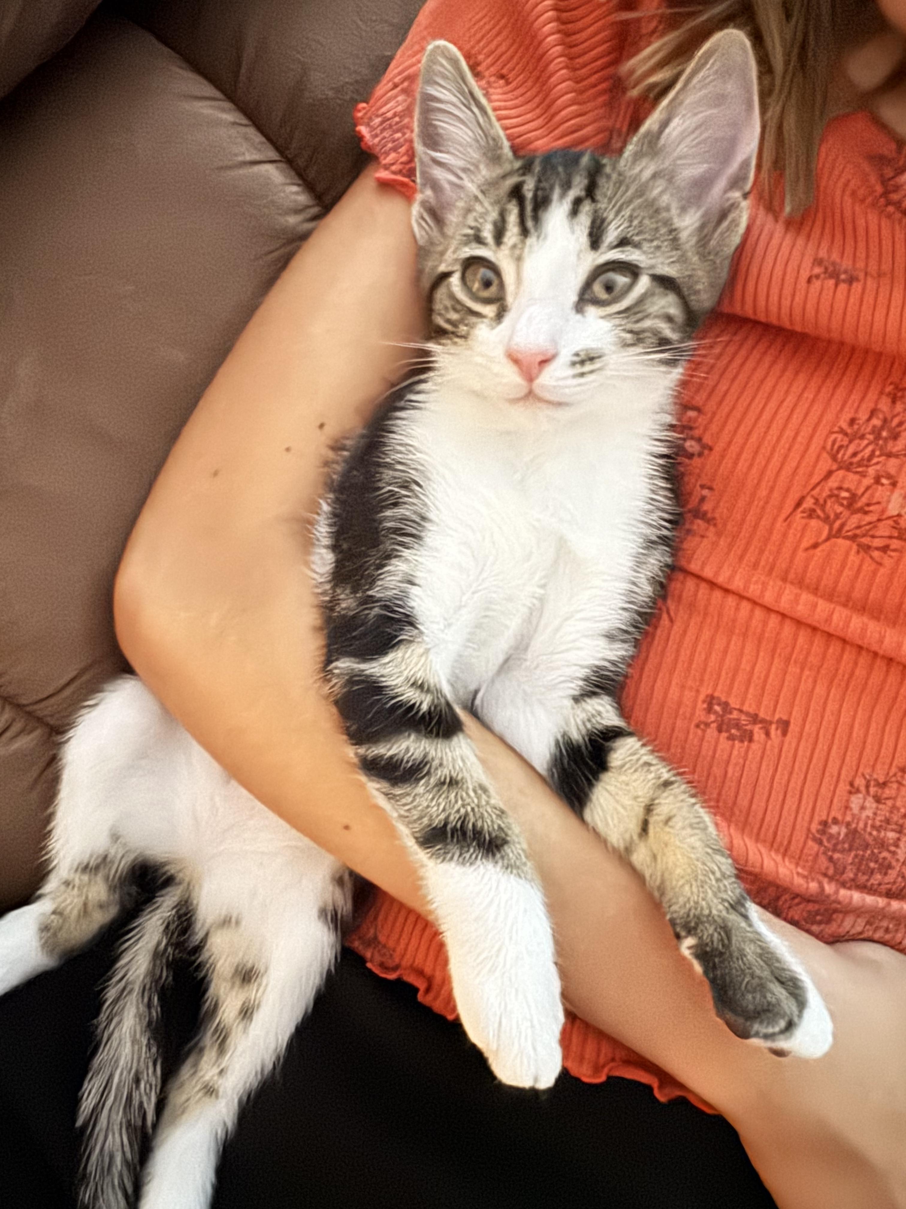 Enlarge Hermione, a Adopted mixed breed in Yorba Linda, CA image 5/6