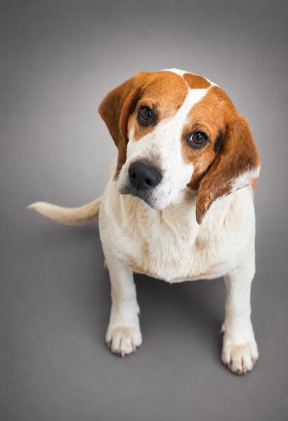 Enlarge Axel, a Adoptable mixed breed in Bowling Green, KY image 1/1