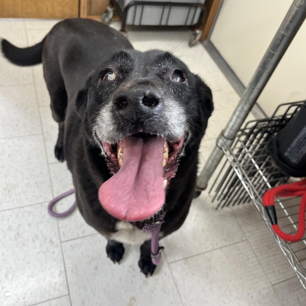 Enlarge Luna Star, a Adoptable Mixed Breed in Enfield, NH image 1/2