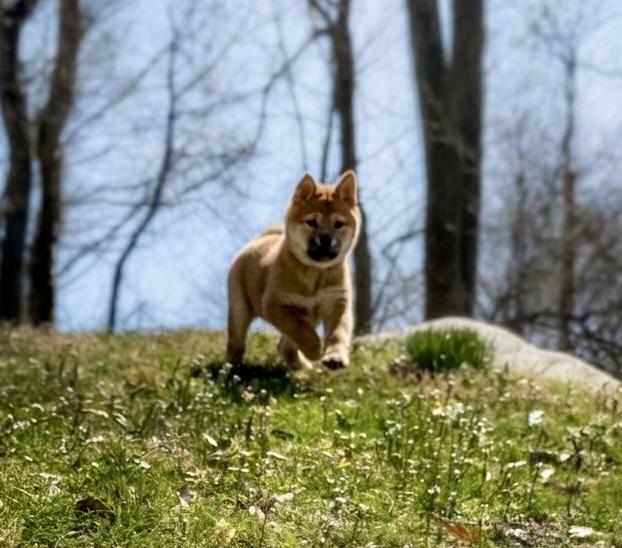 Enlarge COURTESY POST FOR WASA:  Beans and Scooter - see listing for names and WASA's contact information, a ADOPTABLE mixed breed in Westport, CT image 6/6