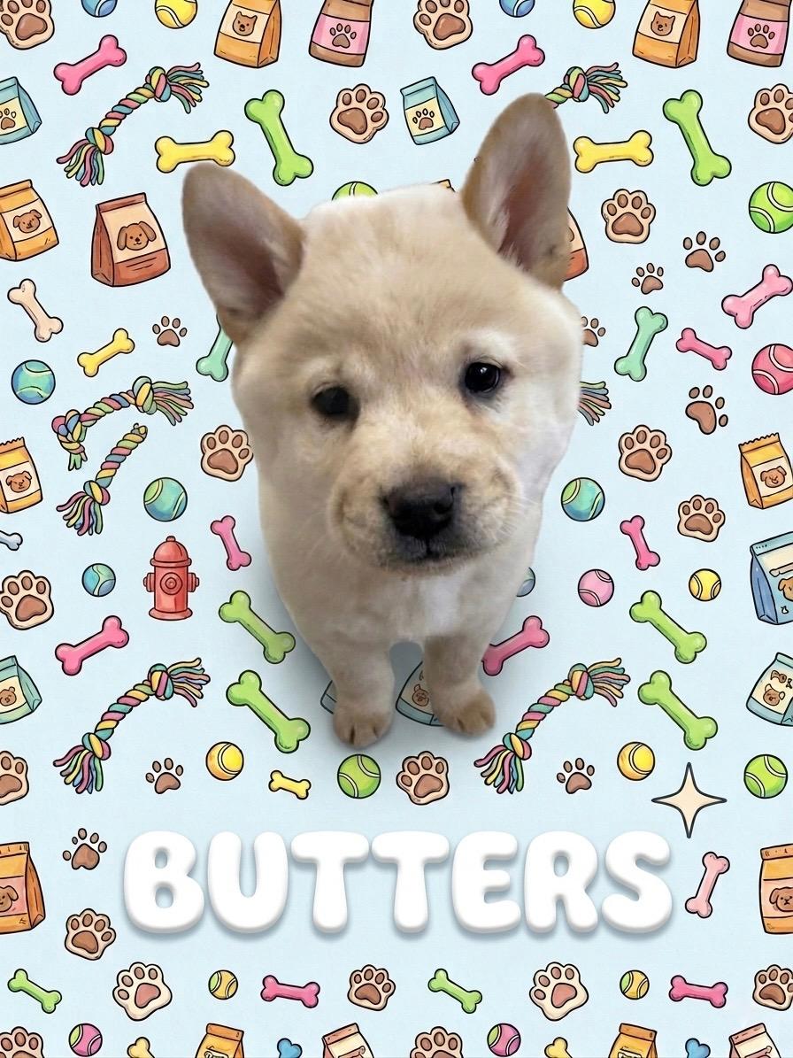 Enlarge COURTESY POST FOR WASA:  Puppies - see listing for names and WASA's contact information, a ADOPTABLE mixed breed in Westport, CT image 5/5