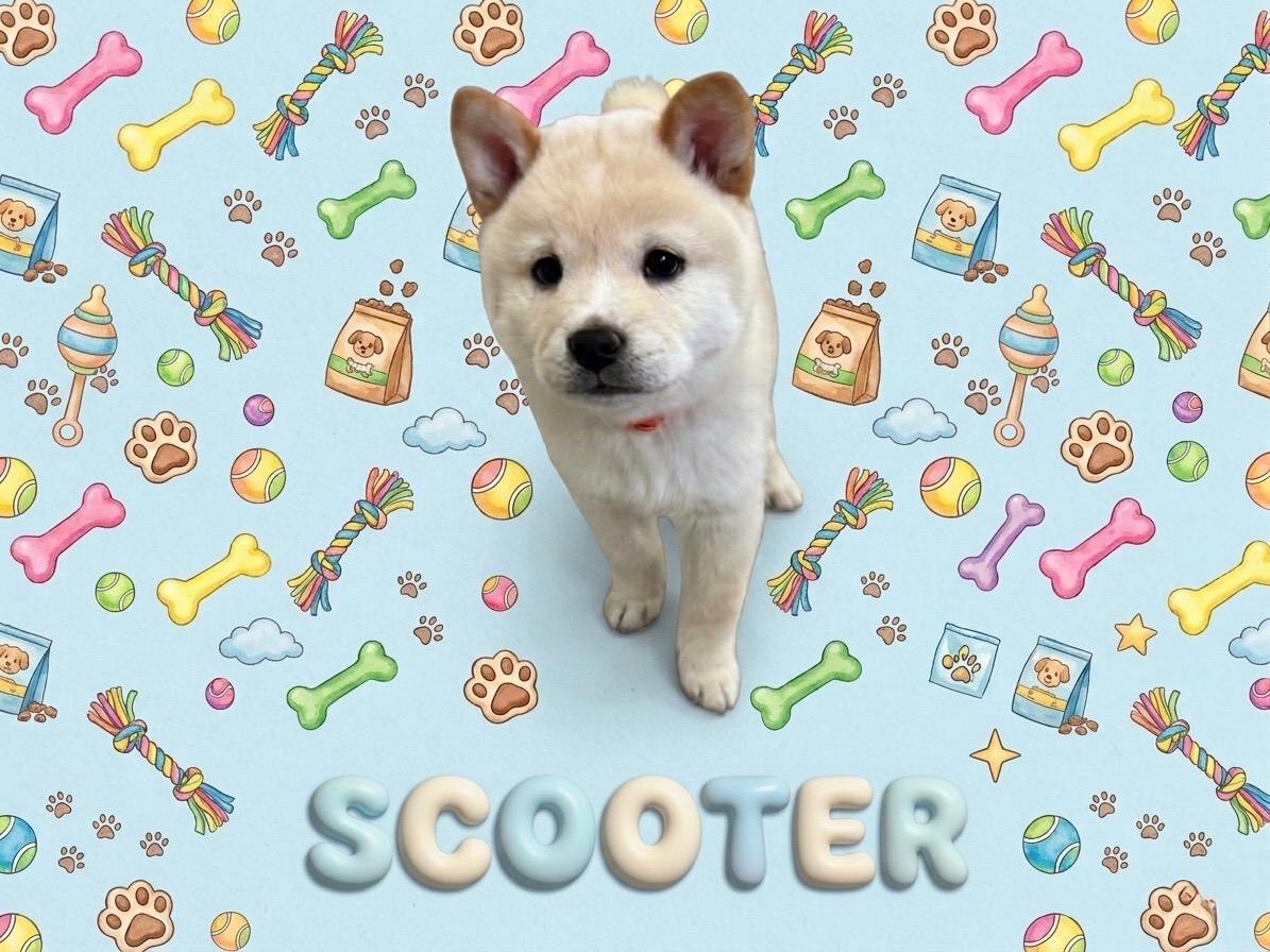 COURTESY POST FOR WASA:  Puppies - see listing for names and WASA's contact information, ADOPTABLE, Puppy Male Chow Chow & Shiba Inu.