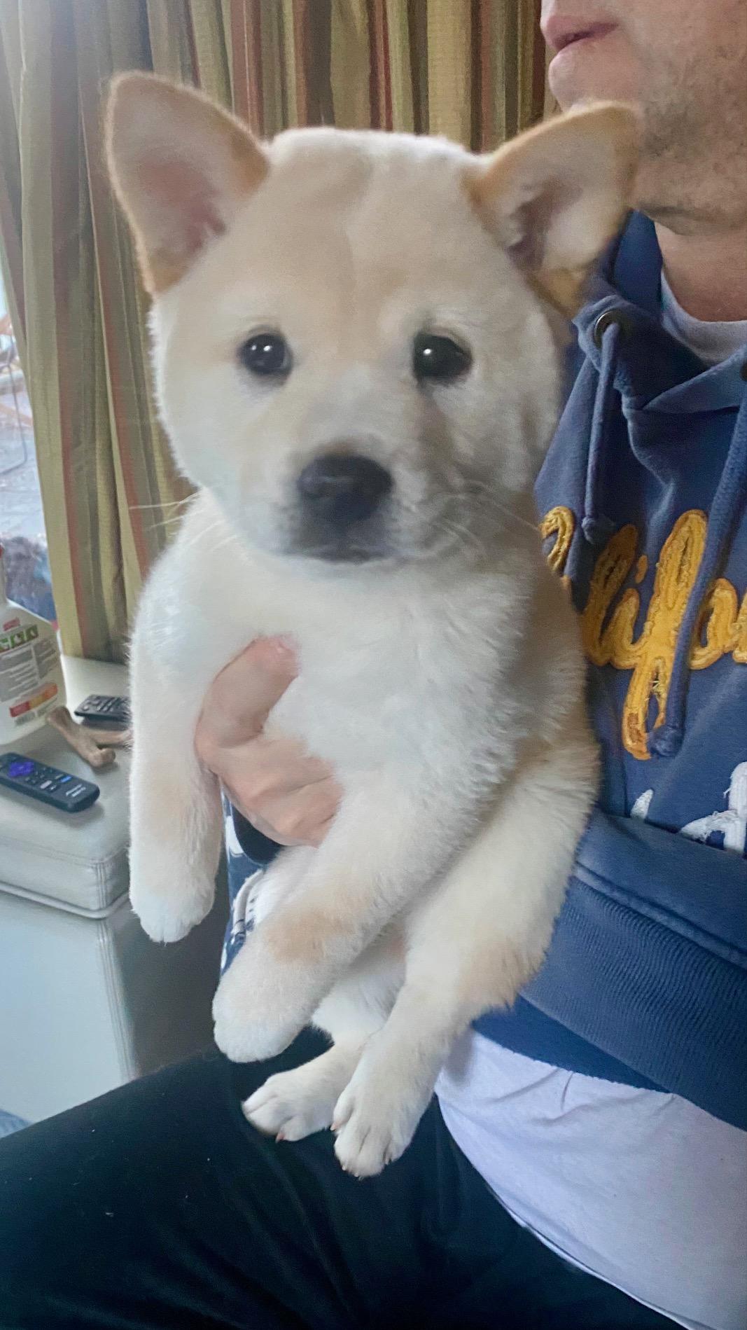 Enlarge COURTESY POST FOR WASA:  Beans and Scooter - see listing for names and WASA's contact information, a ADOPTABLE mixed breed in Westport, CT image 3/6