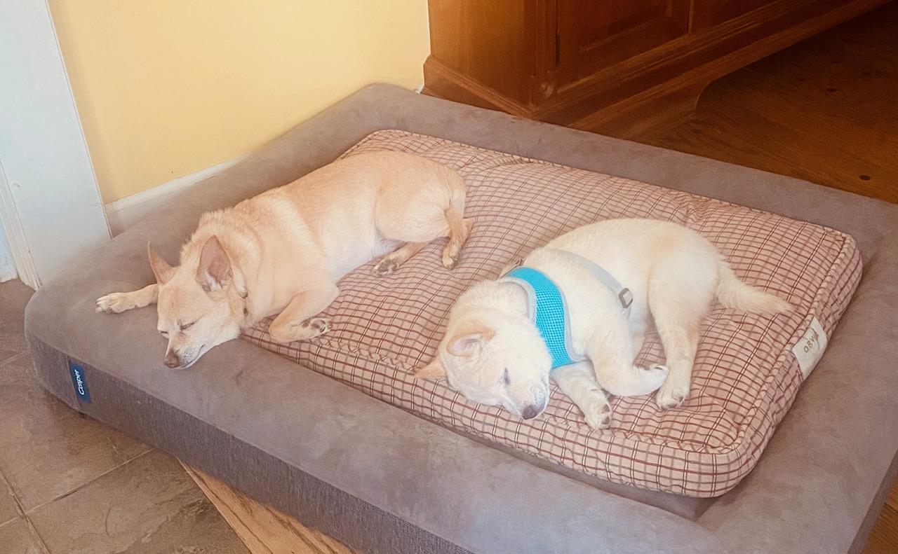 Enlarge COURTESY POST FOR WASA:  Beans and Scooter - see listing for names and WASA's contact information, a ADOPTABLE mixed breed in Westport, CT image 2/6