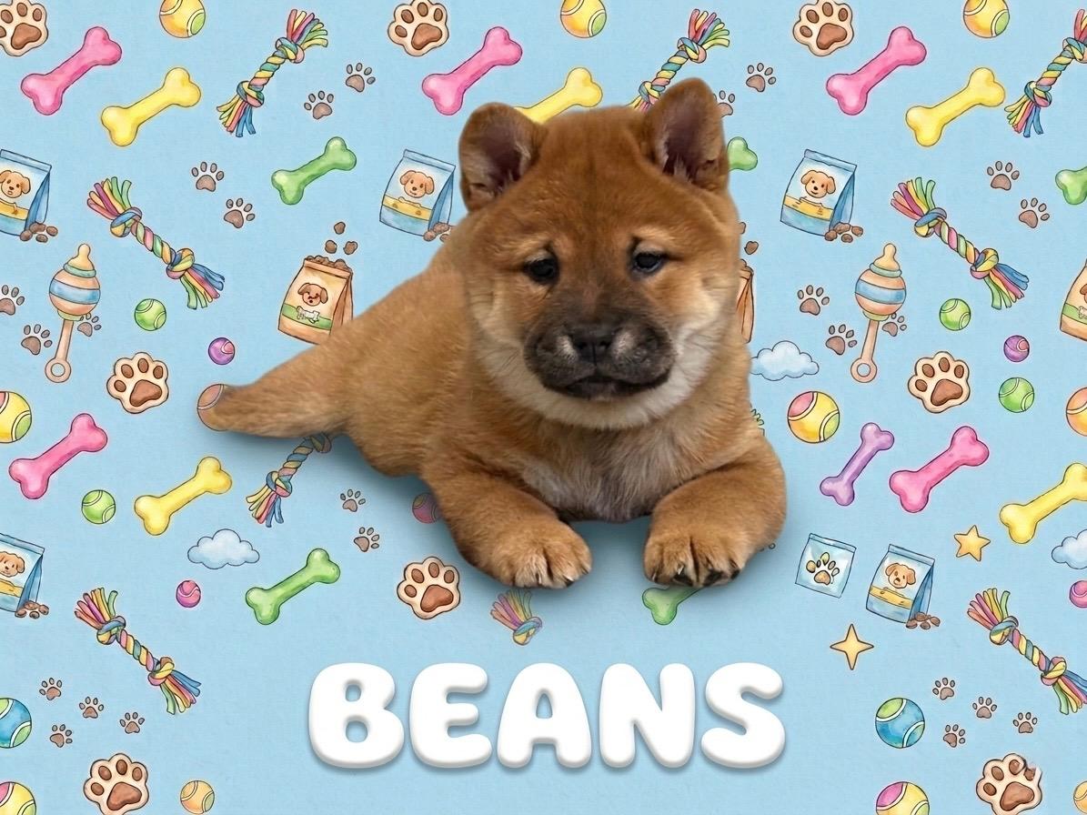 Enlarge COURTESY POST FOR WASA:  Puppies - see listing for names and WASA's contact information, a ADOPTABLE mixed breed in Westport, CT image 3/5