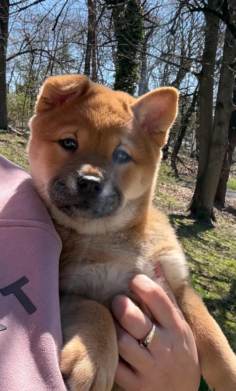 Enlarge COURTESY POST FOR WASA:  Beans and Scooter - see listing for names and WASA's contact information, a ADOPTABLE mixed breed in Westport, CT image 5/6