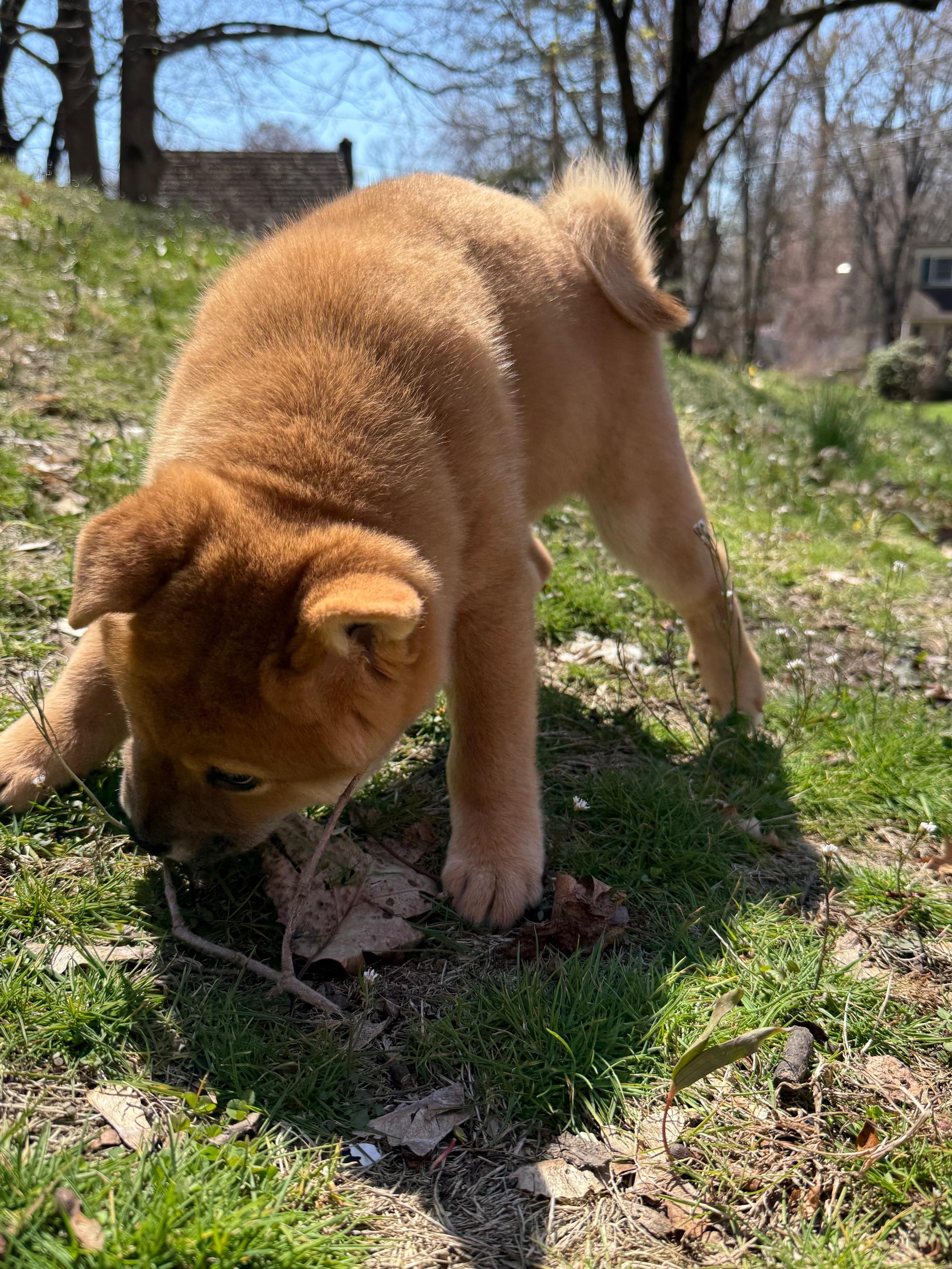 Enlarge COURTESY POST FOR WASA:  Beans and Scooter - see listing for names and WASA's contact information, a ADOPTABLE mixed breed in Westport, CT image 4/6