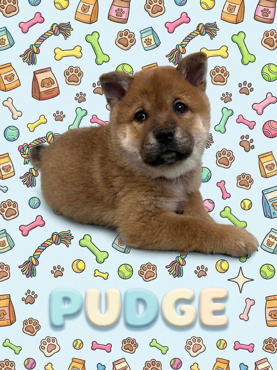 Enlarge COURTESY POST FOR WASA:  Puppies - see listing for names and WASA's contact information, a ADOPTABLE mixed breed in Westport, CT image 2/5