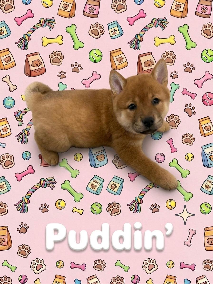 Enlarge COURTESY POST FOR WASA:  Puppies - see listing for names and WASA's contact information, a ADOPTABLE mixed breed in Westport, CT image 4/5