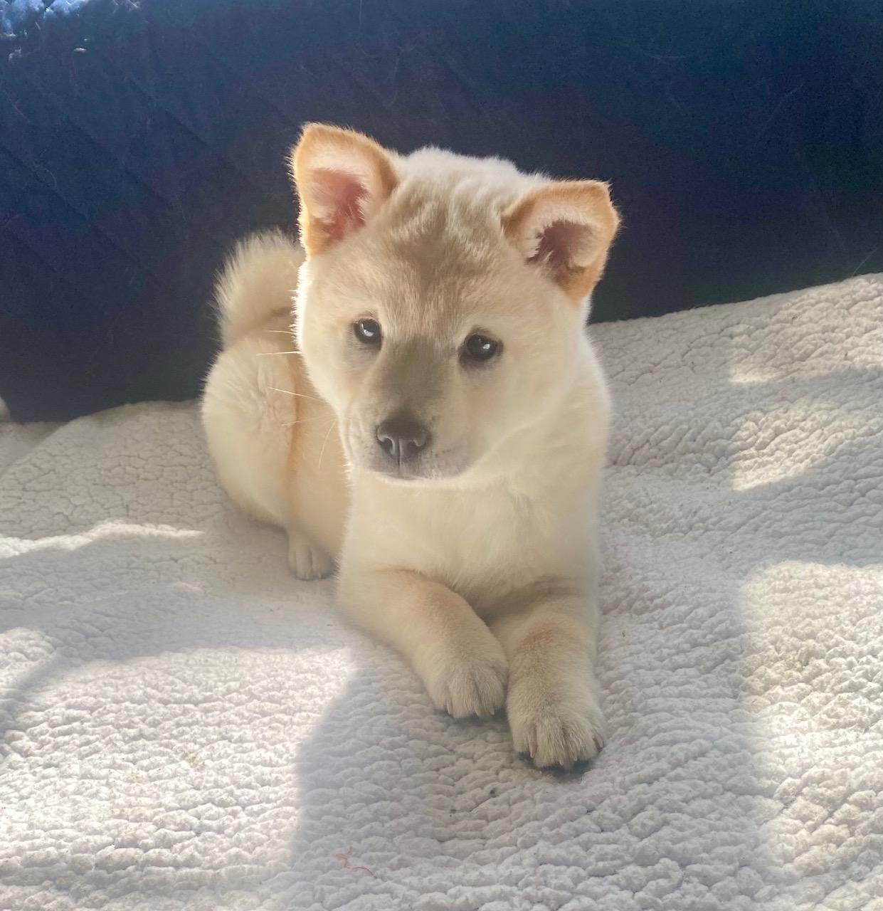 COURTESY POST FOR WASA:  Beans and Scooter - see listing for names and WASA's contact information, ADOPTABLE, Puppy Male Chow Chow & Shiba Inu.