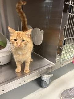 Enlarge Blaze, a Adoptable Domestic Short Hair in Boyne City, MI image 1/1
