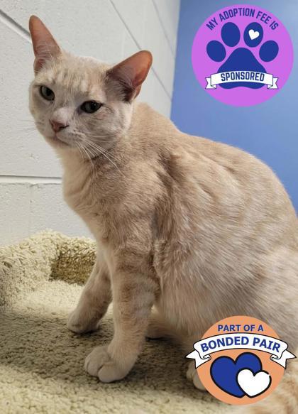 Enlarge Tang, a ADOPTABLE mixed breed in DeKalb, IL image 1/3