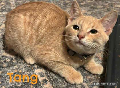 Enlarge Tang, a ADOPTABLE mixed breed in DeKalb, IL image 2/3