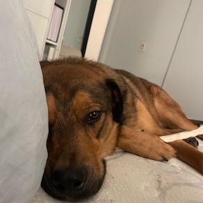 Palmer, Adoptable, Young Male German Shepherd Dog.