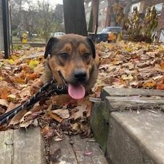 Palmer, a Adoptable mixed breed in KITCHENER, ON image 2/4