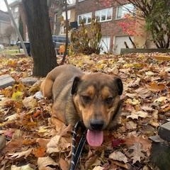 Palmer, a Adoptable mixed breed in KITCHENER, ON image 4/4