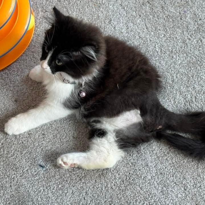 Faux Paw- Beautiful Tuxedo Tripod, a Adoptable mixed breed in Kentwood, MI image 5/5