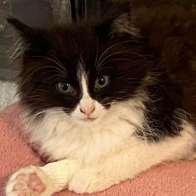 Faux Paw- Beautiful Tuxedo Tripod, a Adoptable mixed breed in Kentwood, MI image 3/5