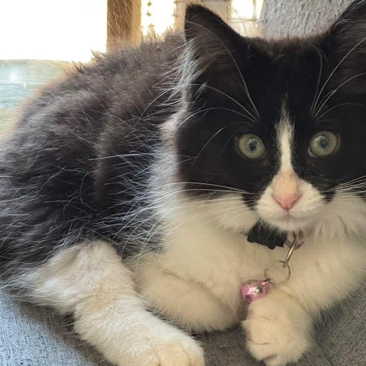 Faux Paw- Beautiful Tuxedo Tripod, a Adoptable mixed breed in Kentwood, MI image 2/5