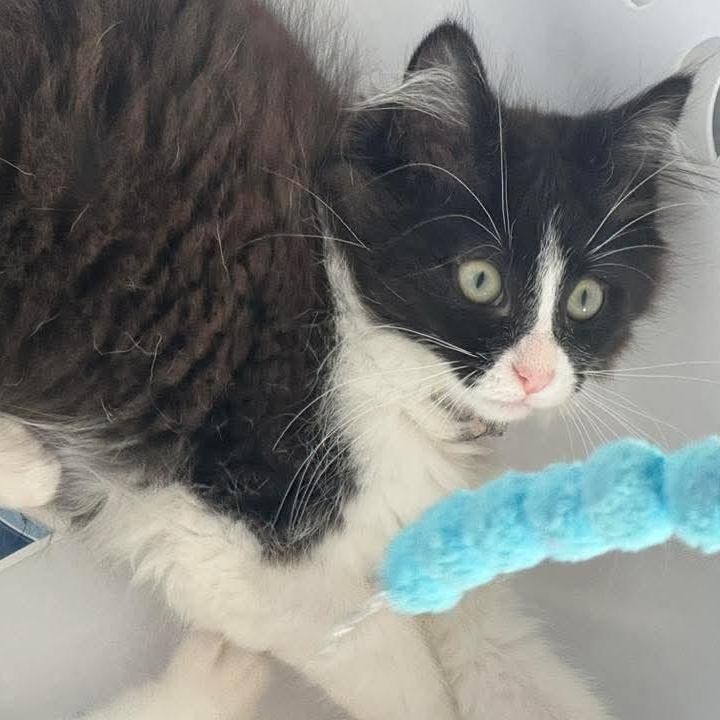 Faux Paw- Beautiful Tuxedo Tripod, a Adoptable mixed breed in Kentwood, MI image 4/5