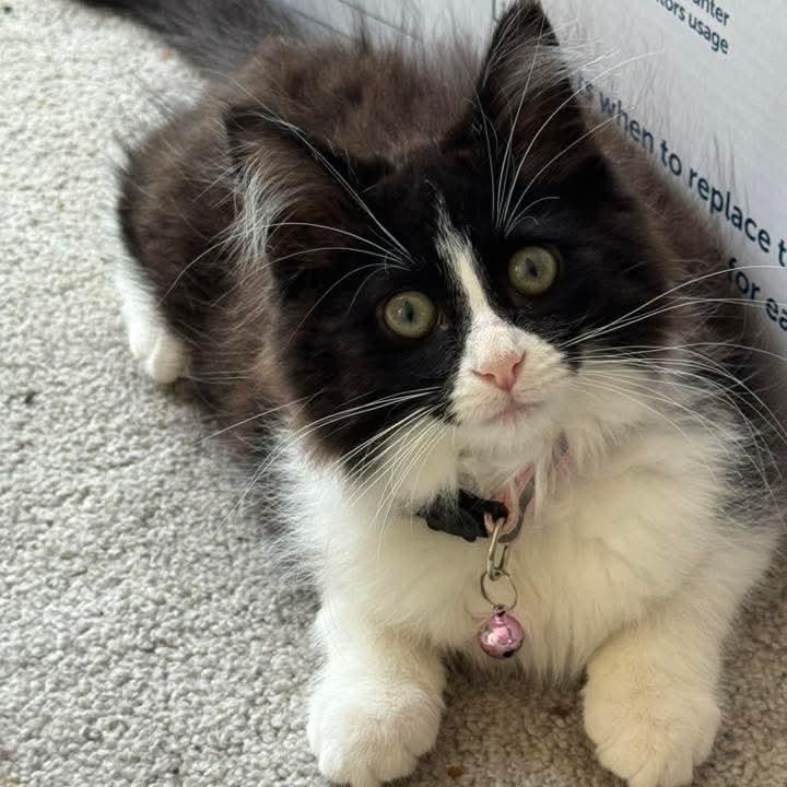 Faux Paw- Beautiful Tuxedo Tripod, a Adoptable mixed breed in Kentwood, MI image 1/5