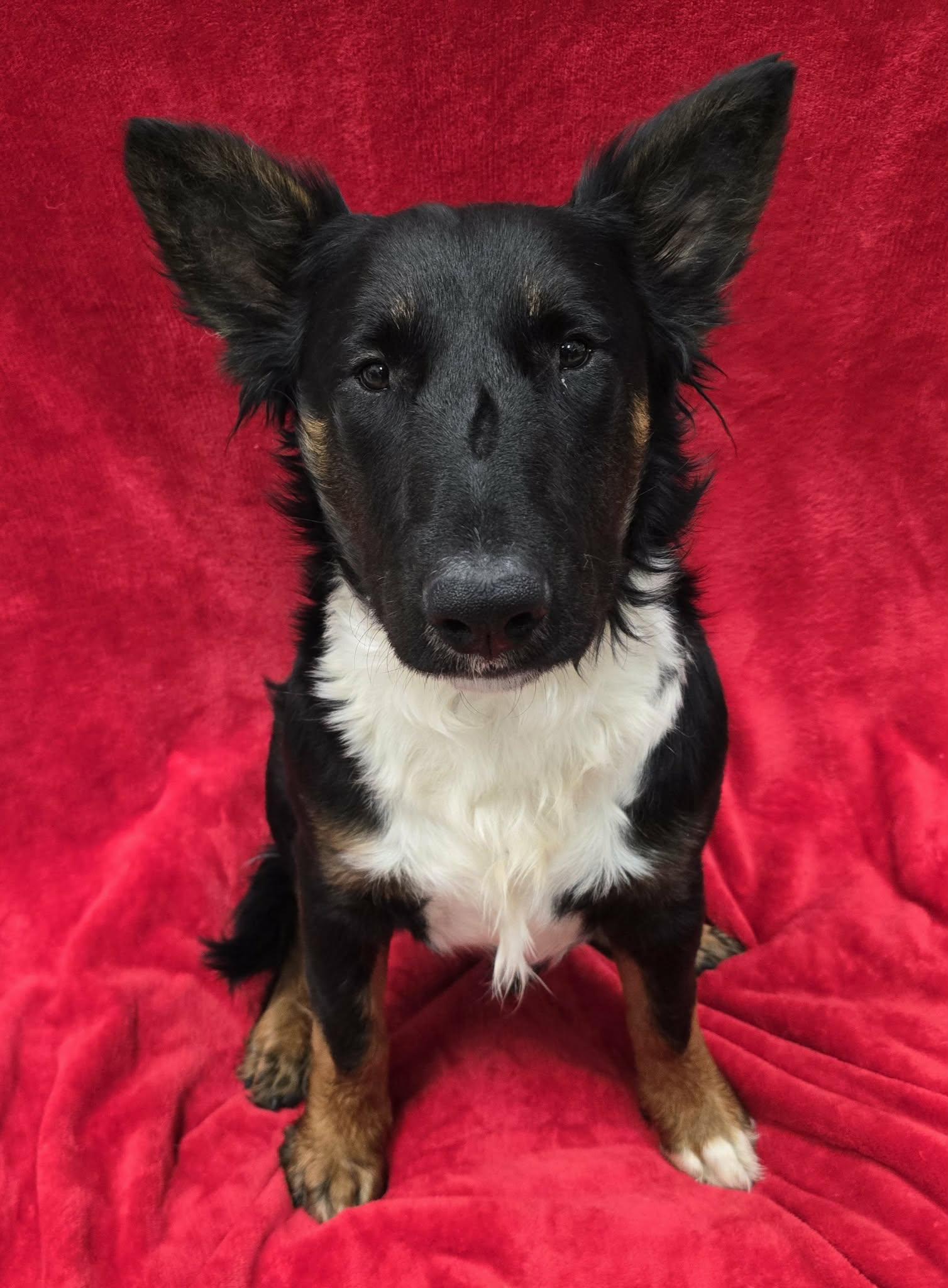 Enlarge Capone, an adoptable mixed breed in Frankfort, IN image 5/5