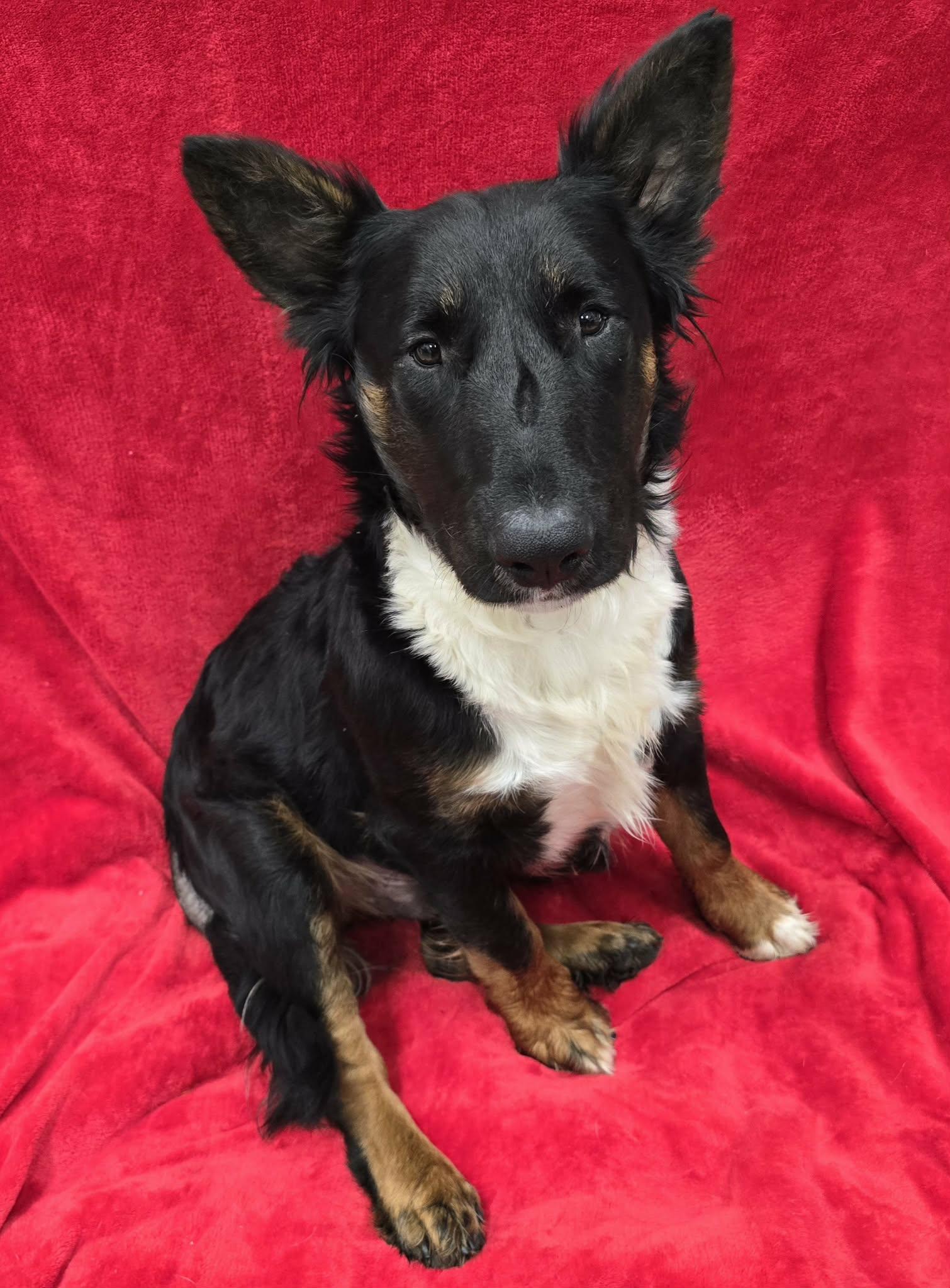 Enlarge Capone, an adoptable mixed breed in Frankfort, IN image 4/5