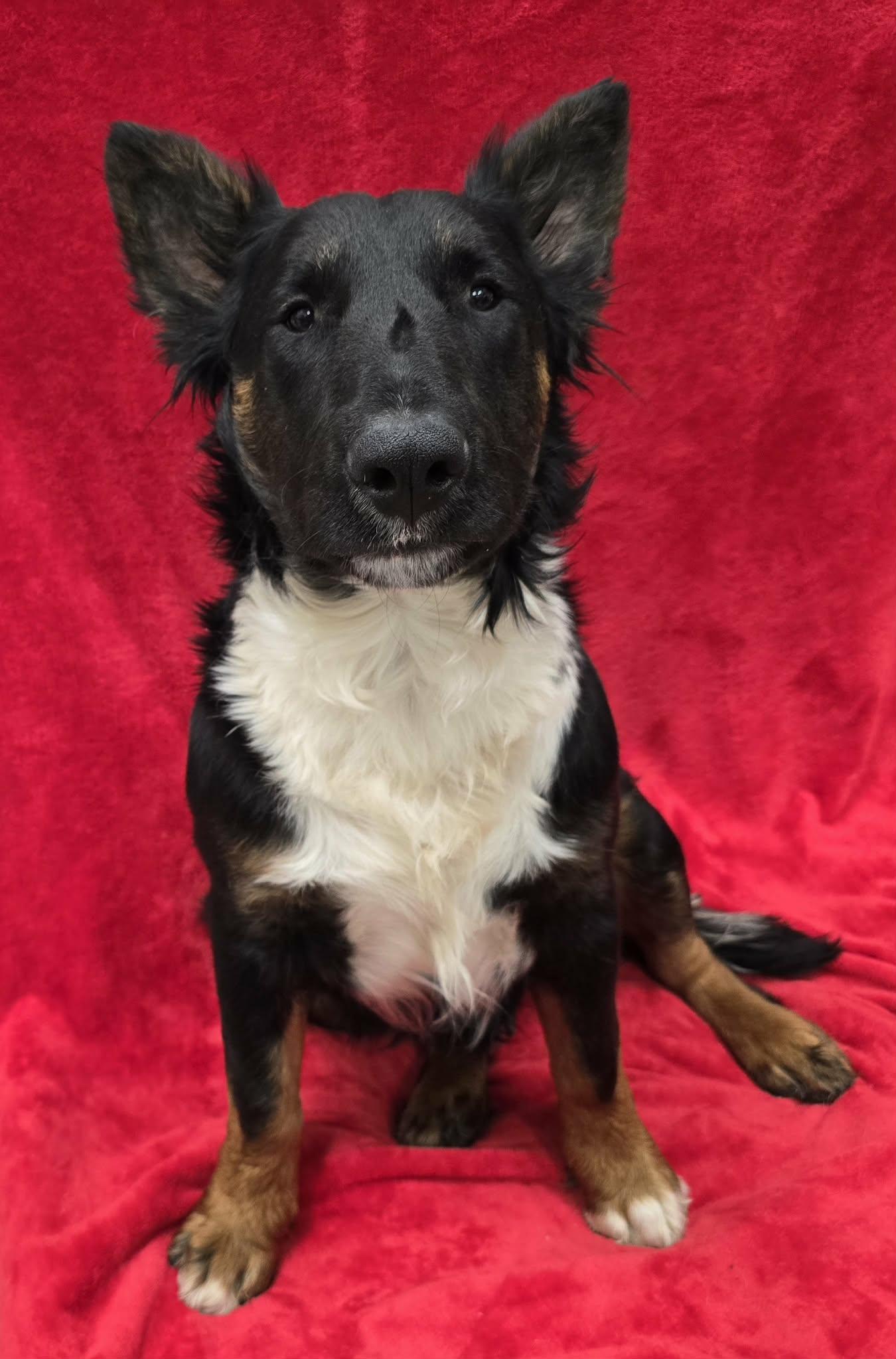 Enlarge Capone, an adoptable mixed breed in Frankfort, IN image 2/5