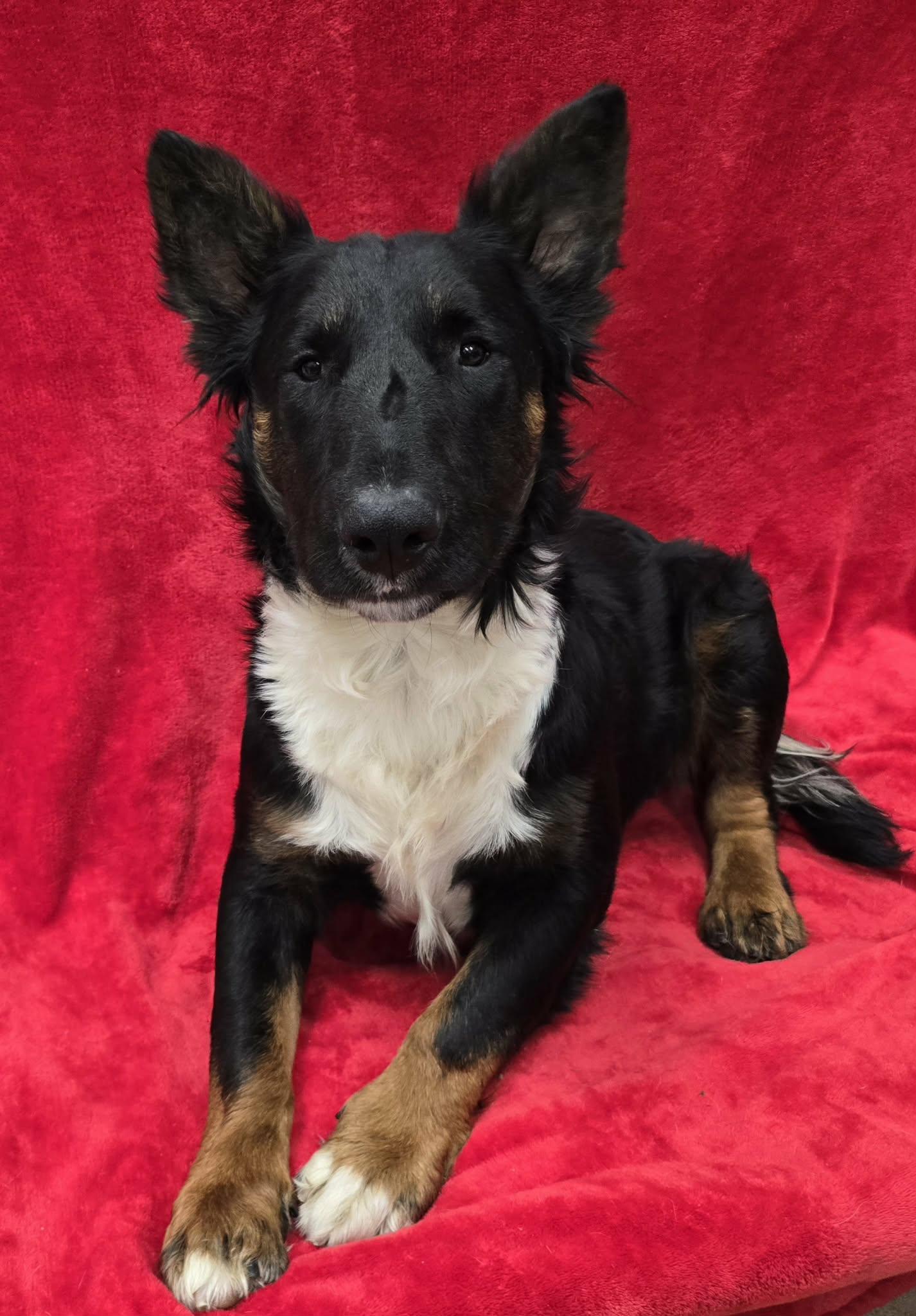 Enlarge Capone, an adoptable mixed breed in Frankfort, IN image 3/5