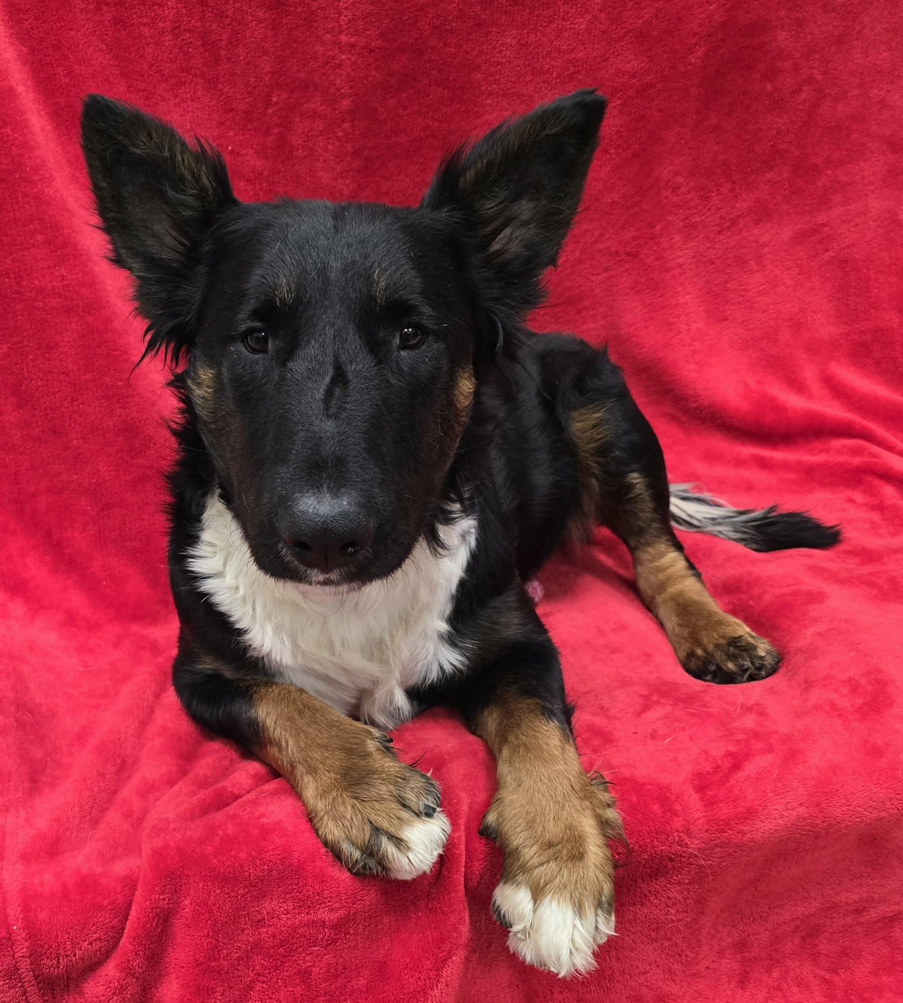Enlarge Capone, an adoptable mixed breed in Frankfort, IN image 1/5