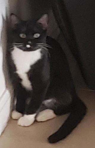 Mr. Hans - Cat Room, Adoptable, Young Male Tuxedo.