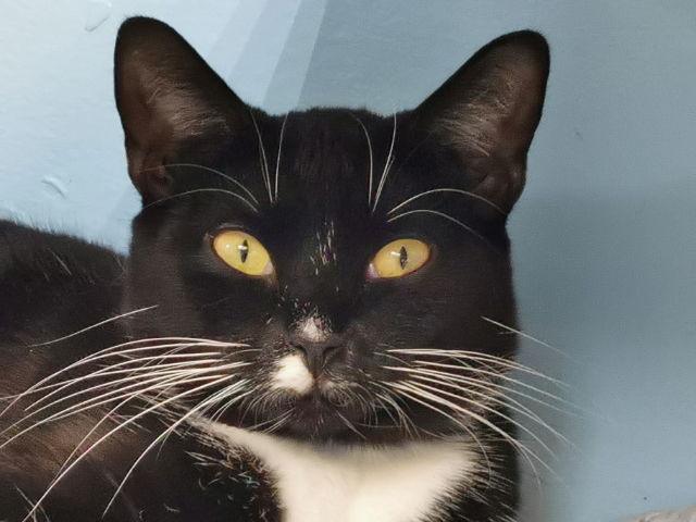 Enlarge Mr. Hans - Cat Room, a Adoptable Tuxedo in Oakland Park, FL image 2/3