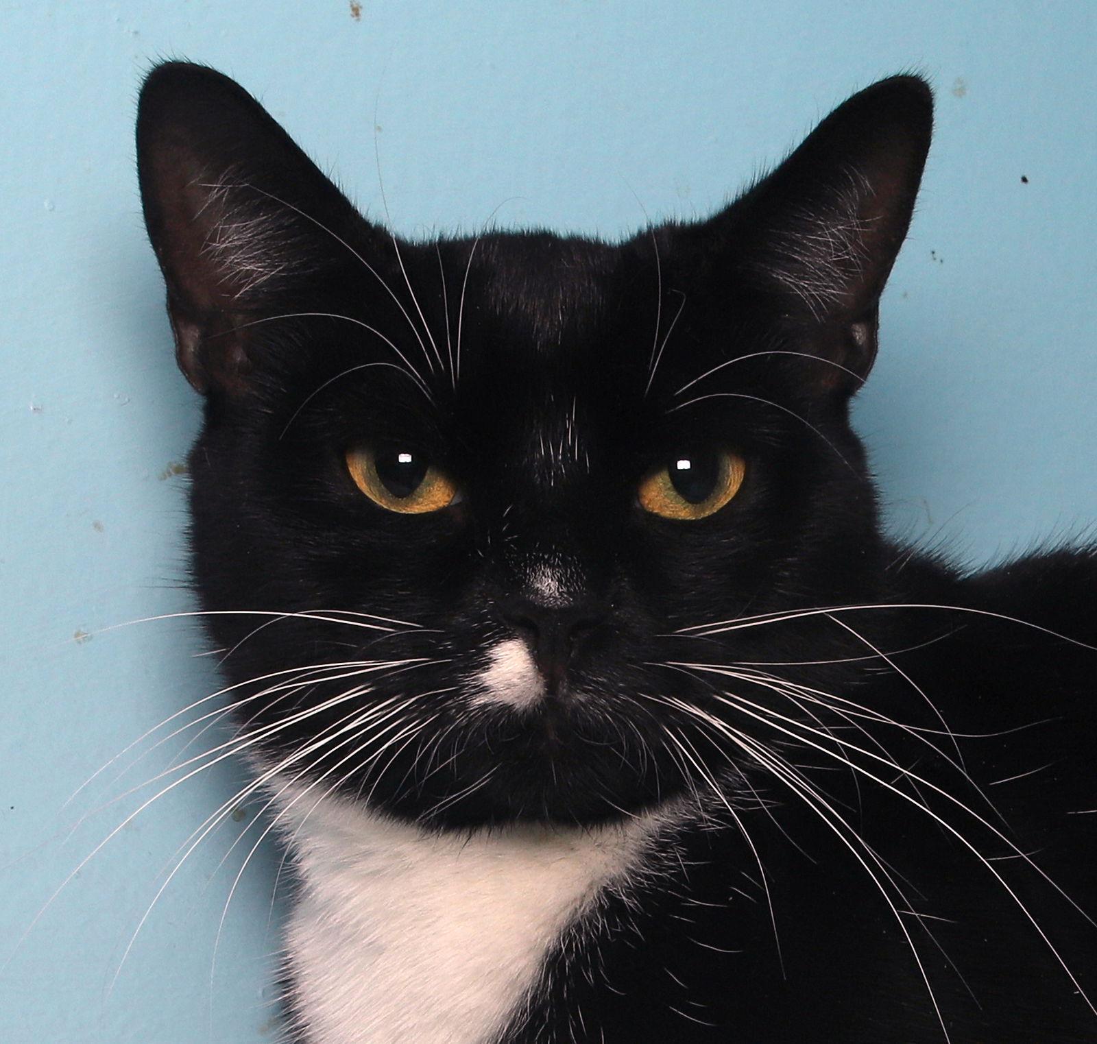 Enlarge Mr. Hans - Cat Room, a Adoptable Tuxedo in Oakland Park, FL image 3/3