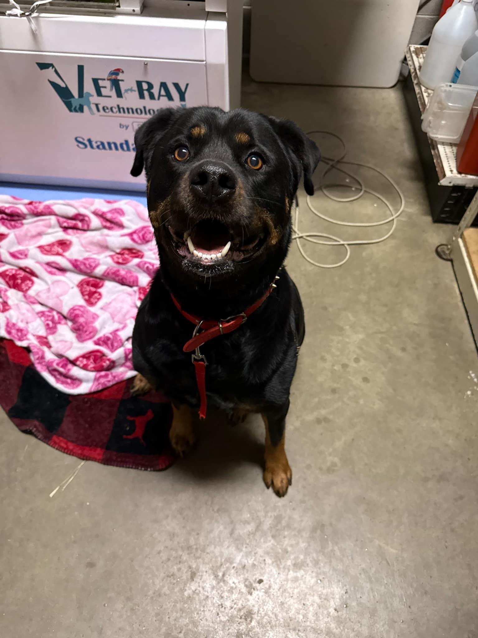 Z, Adopted, Adult Female Rottweiler.