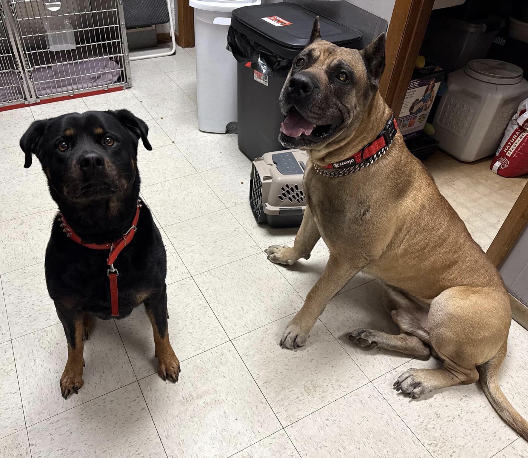 Enlarge Z, a Adopted Rottweiler in Lincoln, NE image 2/2