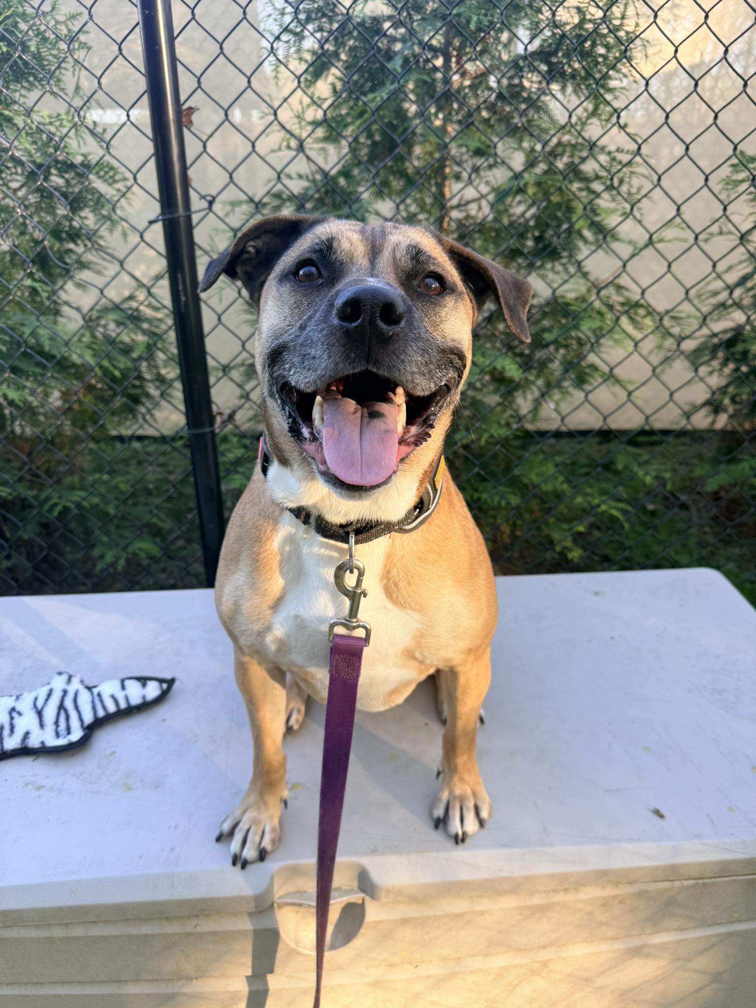 Enlarge Friday, a Adoptable Mixed Breed in New Castle, DE image 1/3