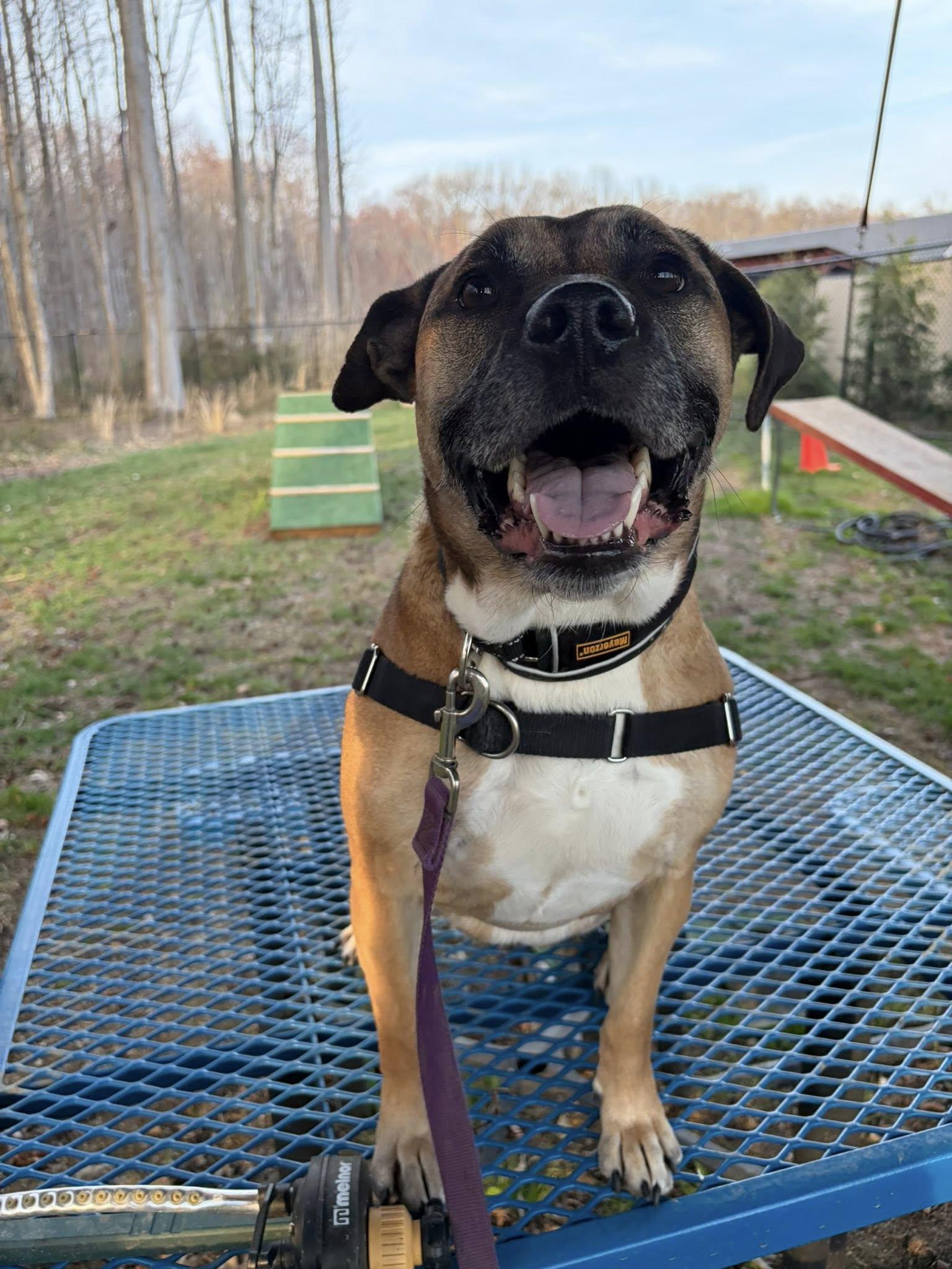 Enlarge Friday, a Adoptable Mixed Breed in New Castle, DE image 2/3
