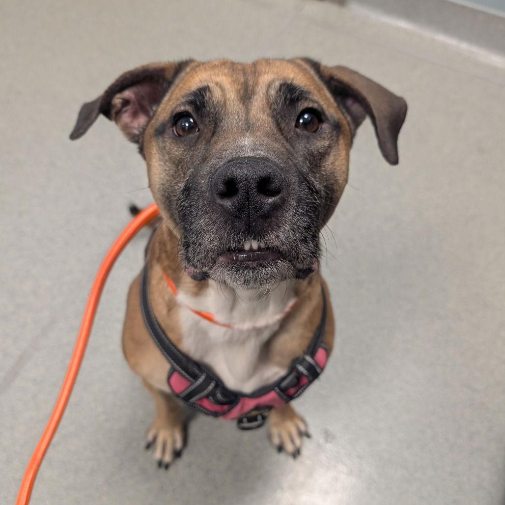 Enlarge Friday, a Adoptable Mixed Breed in New Castle, DE image 3/3
