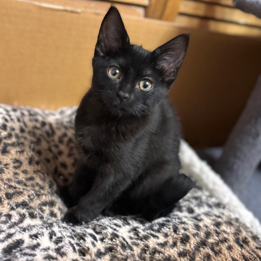 Enlarge Sparkle, a Adoptable Domestic Short Hair in Grantsville, UT image 1/1