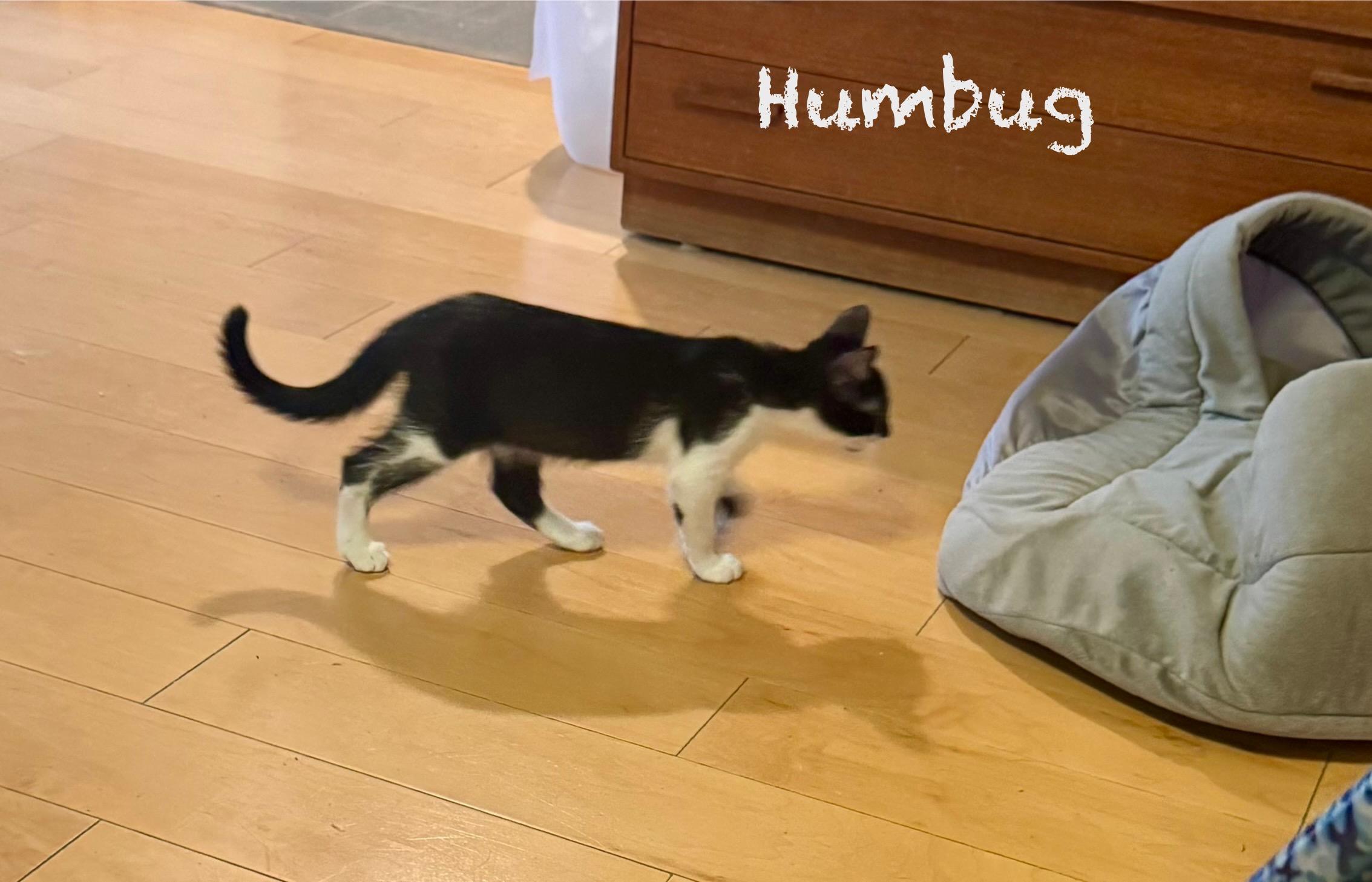Humbug