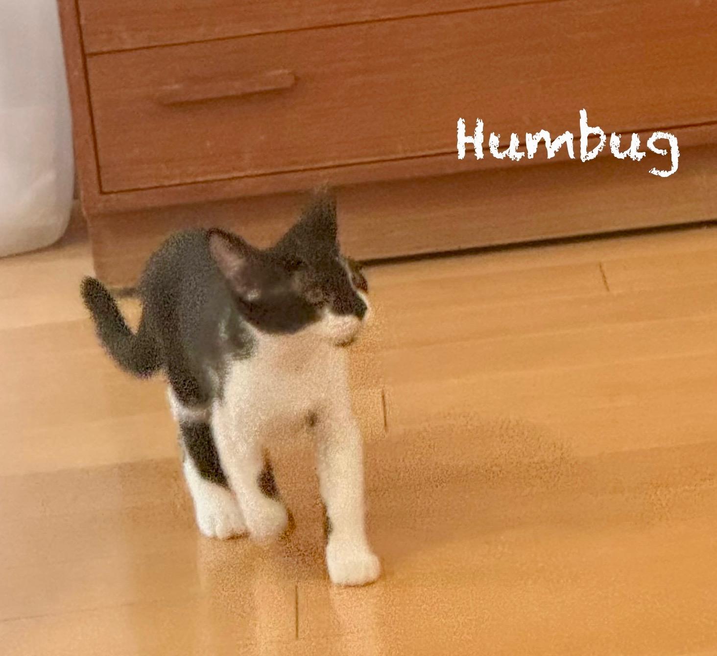 Humbug