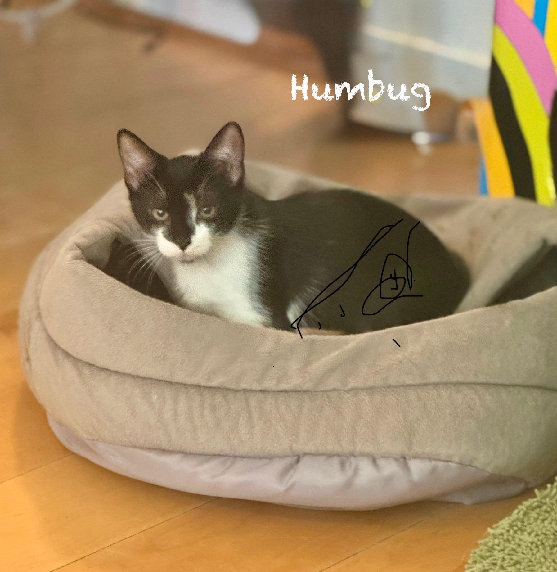 Humbug