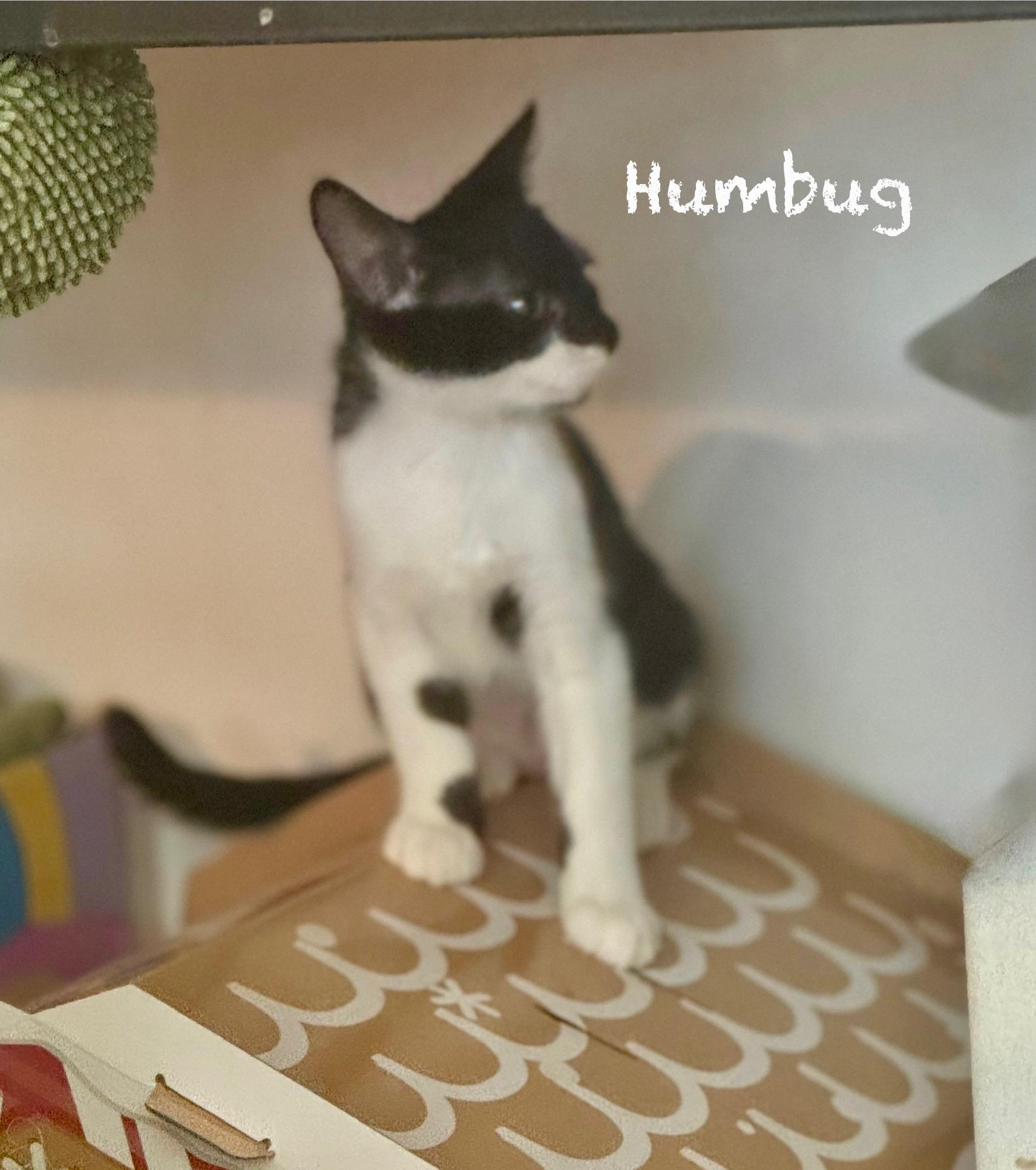 Humbug