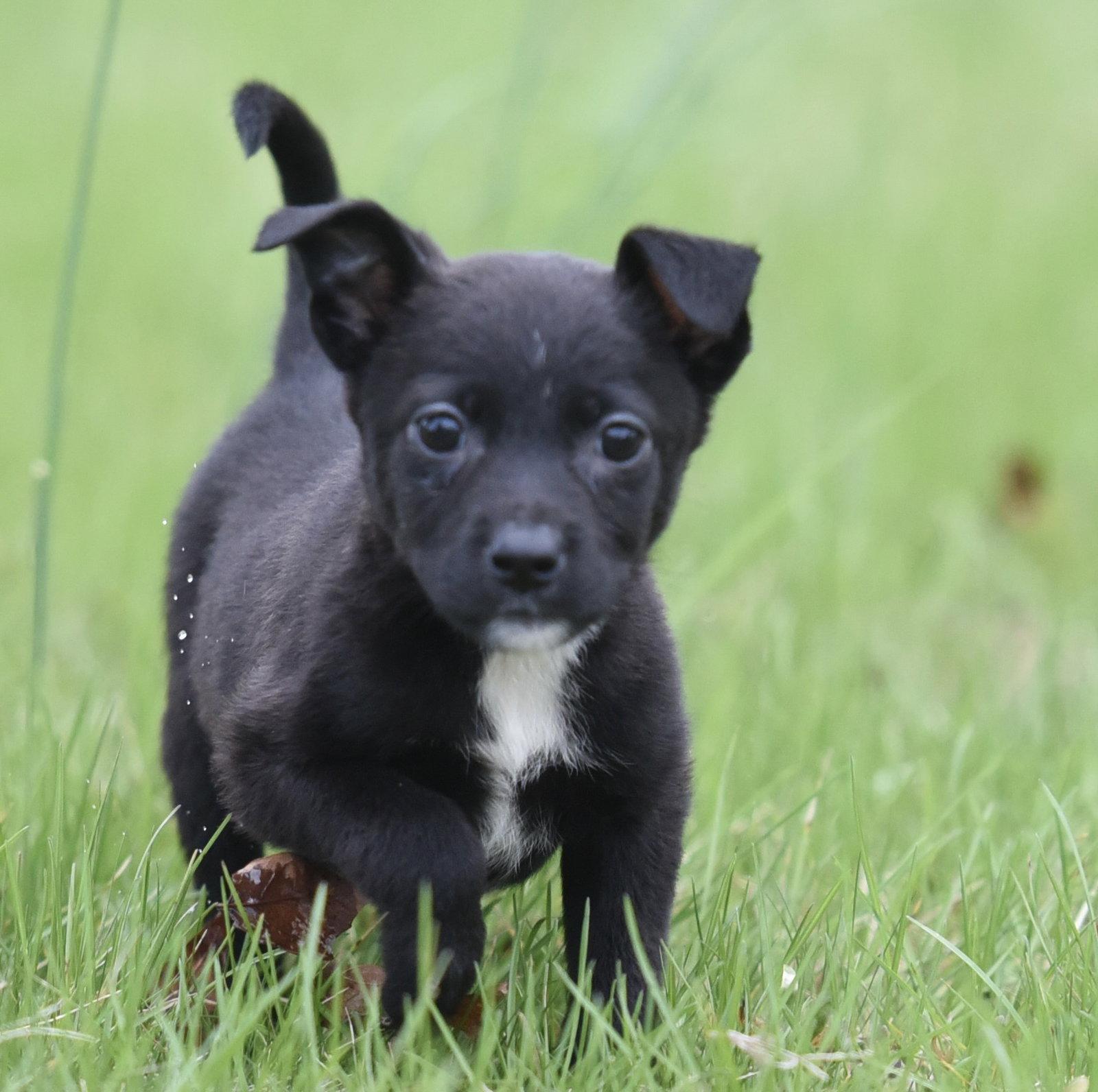 Birdie, Adoptable, Puppy Female Chihuahua & Terrier.