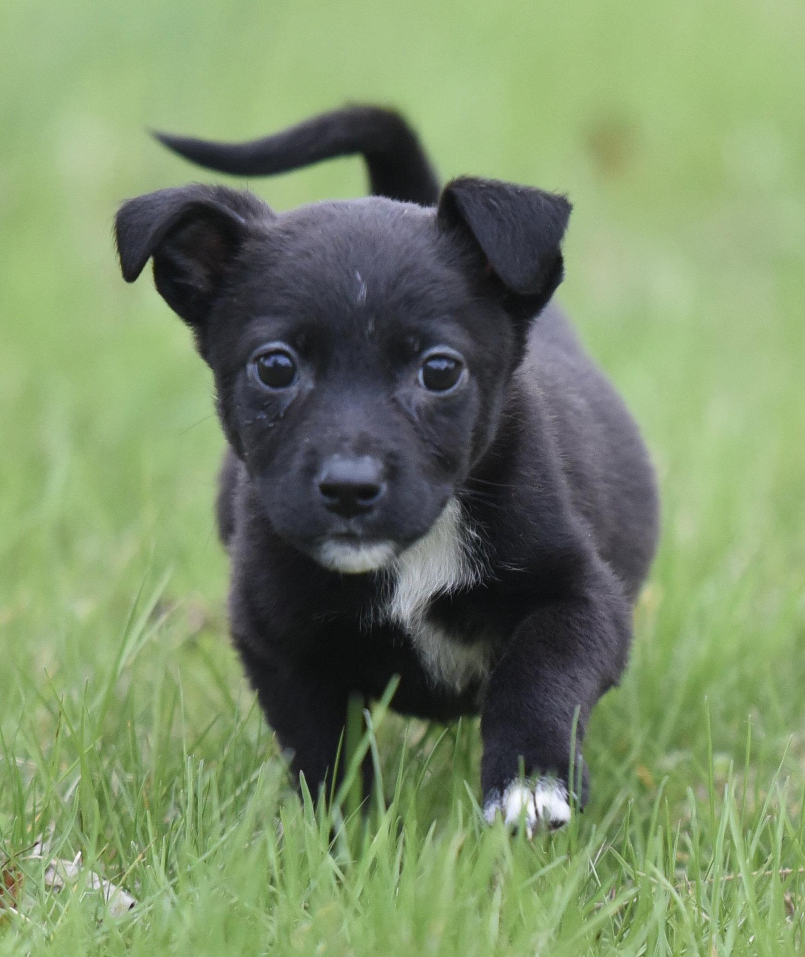 Enlarge Birdie, a Adoptable mixed breed in Mechanicsburg, PA image 2/3