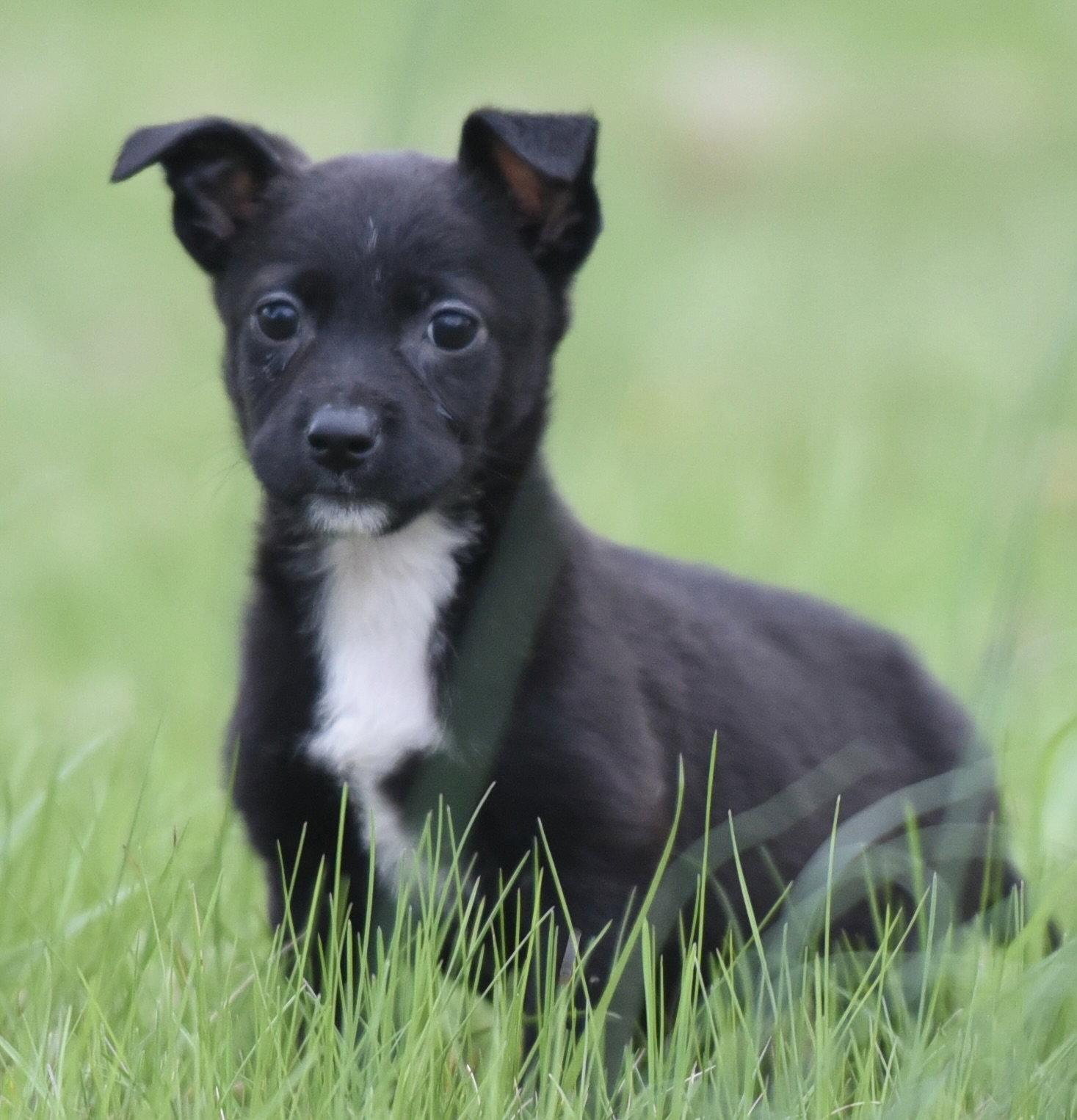 Enlarge Birdie, a Adoptable mixed breed in Mechanicsburg, PA image 3/3