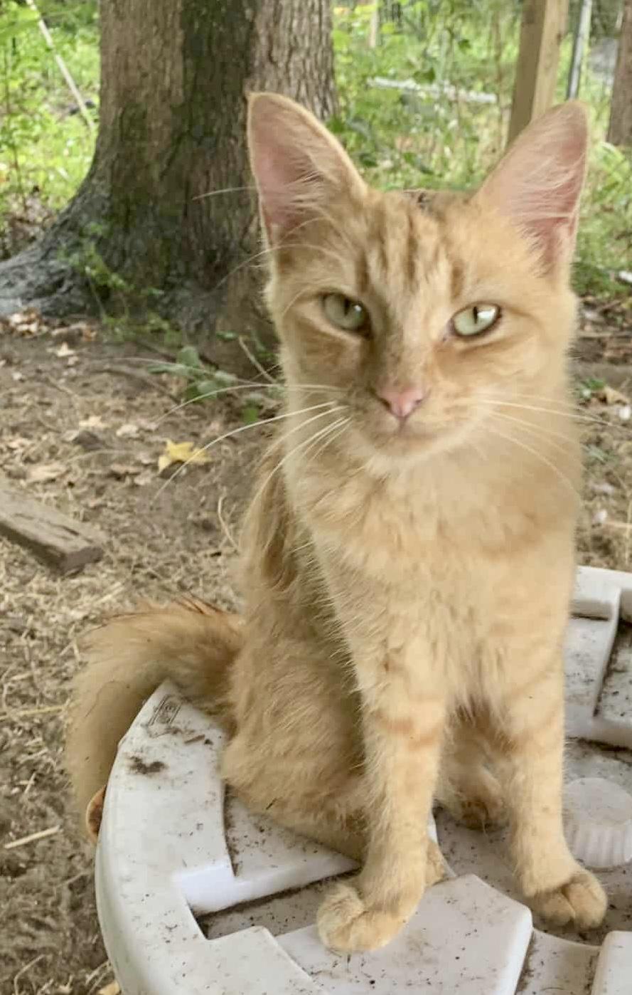 Caramel (courtesy listing)